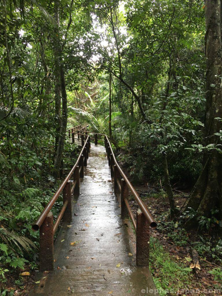 カオヤイ国立公園の林道