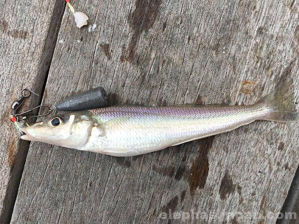 陣田筏で釣れた魚２