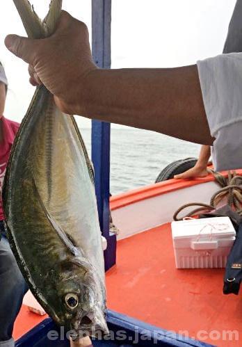 陣田筏で大物釣り